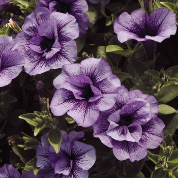 Petunia Supertunia® 'Priscilla' (014073)