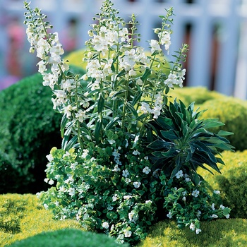 Sutera cordata Cabana® 'White' (014074)