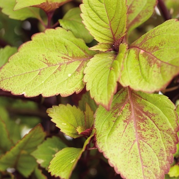 Coleus scutellarioides ColorBlaze® 'Royal Glissade®' (014076)