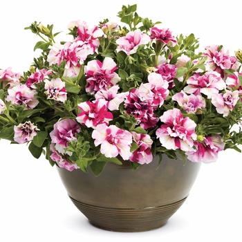 Petunia Supertunia® 'Double Peppermint' (014079)