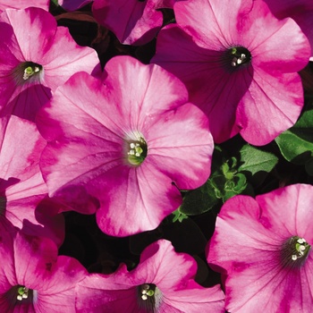 Petunia Supertunia® 'Raspberry Blast' (014081)