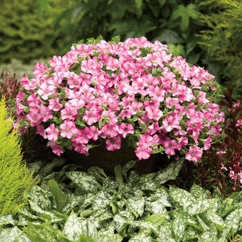 Petunia Supertunia® 'Raspberry Blast' (014084)