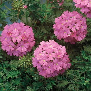 Verbena Babylon® '' (014086)