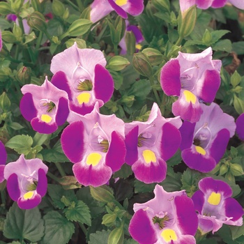 Torenia Catalina® 'Pink' (014087)