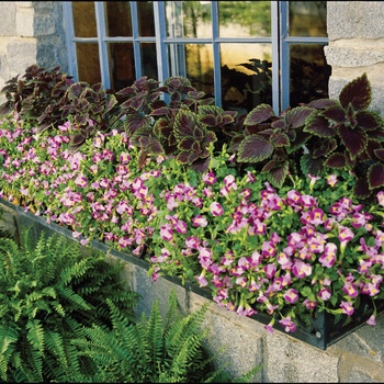 Torenia Catalina® 'Pink' (014089)