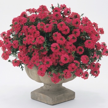 Verbena Babylon® '' (014093)