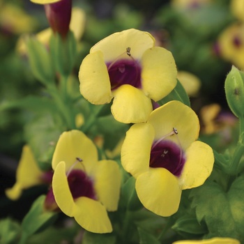 Torenia Catalina® 'Gilded Grape®' (014094)