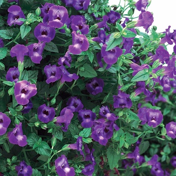 Torenia Summer Wave® '' (014098)