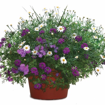 Verbena Babylon® '' (014104)