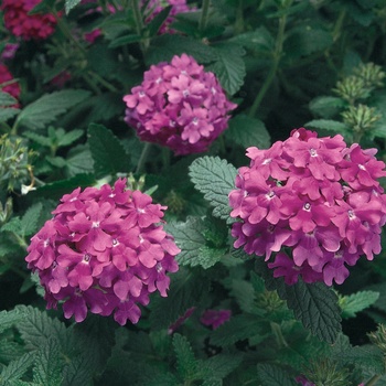 Verbena Temari® '' (014110)