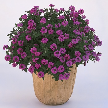 Verbena Temari® '' (014112)