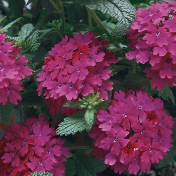 Verbena Temari® '' (014118)