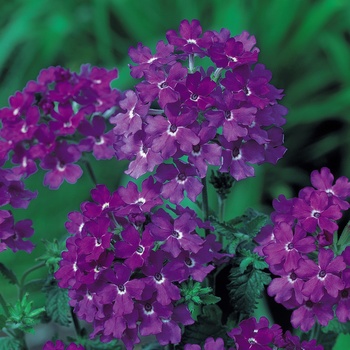 Verbena 'Denim Blue' (014120)