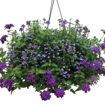 Verbena Superbena® '' (014121)