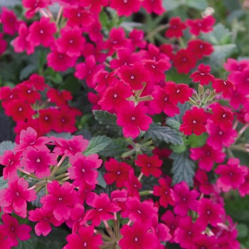 Verbena Tukana® '' (014131)