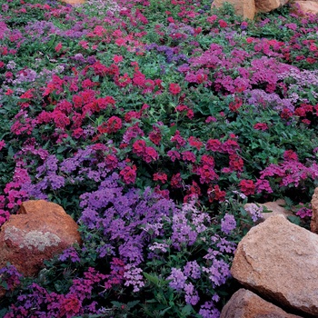 Verbena Superbena® 'Dark Blue' (014132)