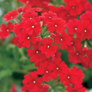 Verbena Tukana® '' (014135)