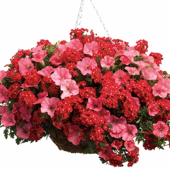 Verbena Tukana® '' (014144)