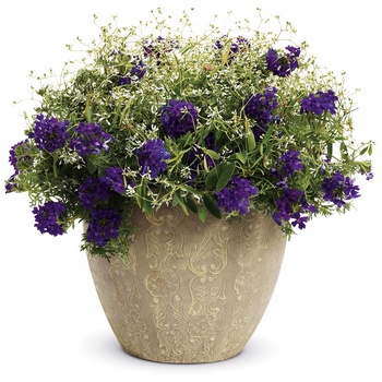 Verbena Tapien® '' (014149)