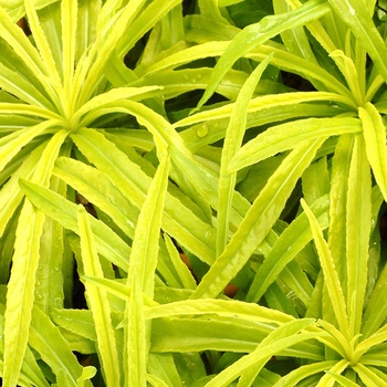 Campanula persicifolia 'Blue-Eyed Blonde' (014158)