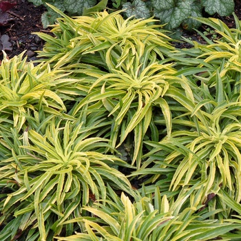 Campanula persicifolia 'Blue-Eyed Blonde' (014160)