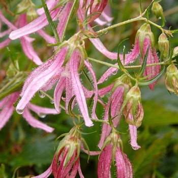 Campanula 'Pink Octopus' (014163)