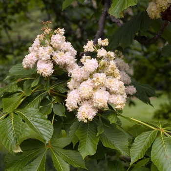 Aesculus hippocastanum '' (014167)