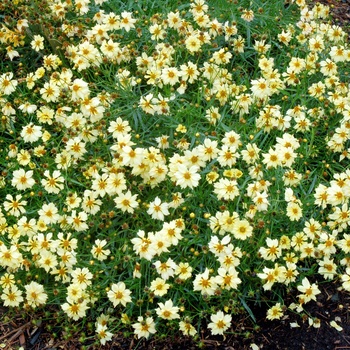 Coreopsis 'Moonlight' (014173)