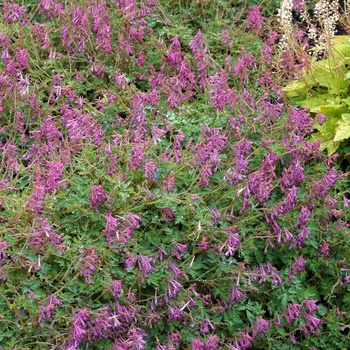 Corydalis anthriscifolia 'Blackberry Wine' (014175)