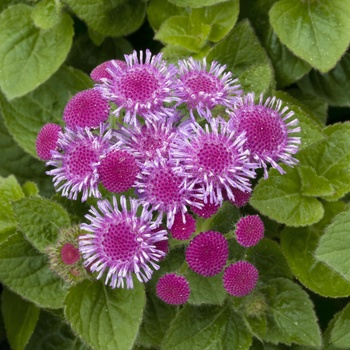 Ageratum houstonianum Hawaii 'Royal' (014176)