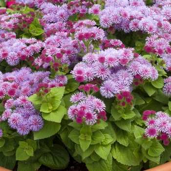 Ageratum houstonianum Hawaii 'Royal' (014178)