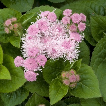 Ageratum houstonianum Hawaii 'Shell Pink' (014179)