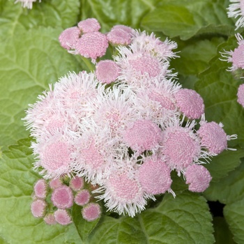 Ageratum houstonianum Hawaii 'Shell Pink' (014180)