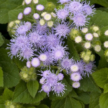 Ageratum houstonianum Hawaii 'Sky Blue' (014182)