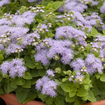 Ageratum houstonianum Hawaii 'Sky Blue' (014184)