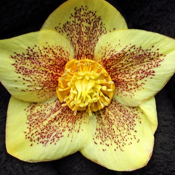 Helleborus 'Mellow Yellow' (014192)