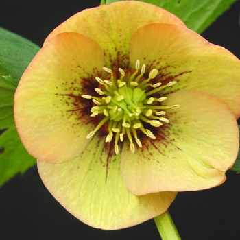 Helleborus 'Mellow Yellow' (014193)