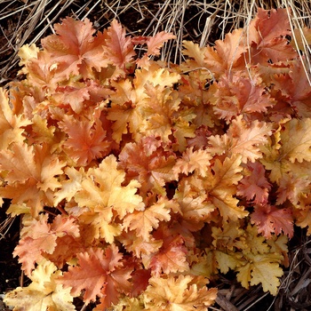 Heuchera 'Amber Waves' (014202)