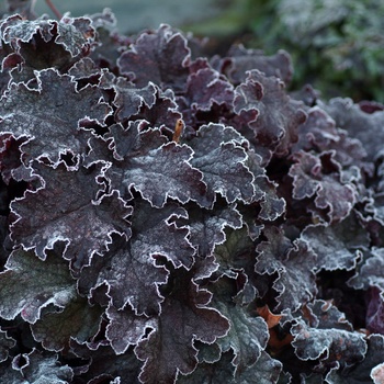 Heuchera 'Amethyst Myst' (014234)