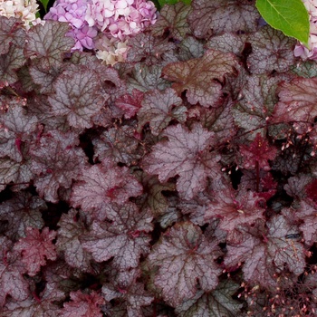 Heuchera 'Amethyst Myst' (014235)