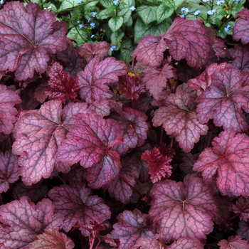 Heuchera 'Amethyst Myst' (014236)