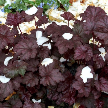 Heuchera 'Amethyst Myst' (014237)