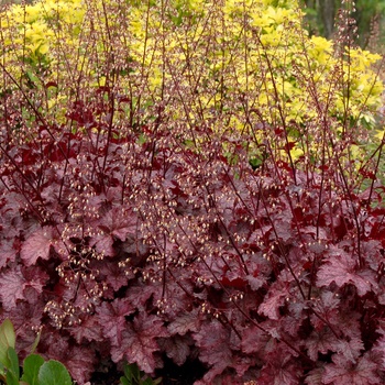 Heuchera 'Amethyst Myst' (014238)