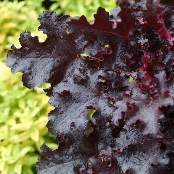 Heuchera 'Black Beauty' (014265)