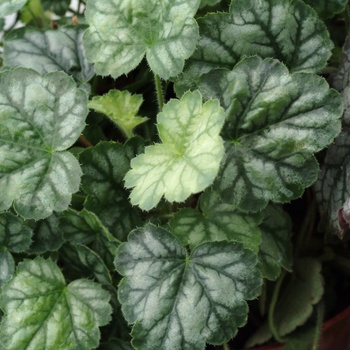 Heuchera 'Blood Red' (014269)