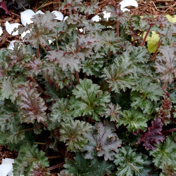 Heuchera 'Cafe ole' (014277)