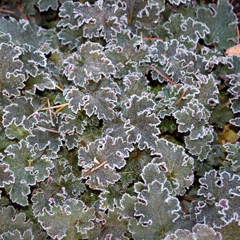 Heuchera 'Cafe ole' (014278)