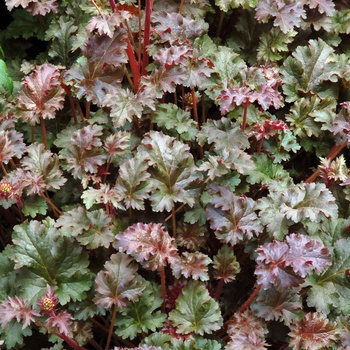 Heuchera 'Cafe ole' (014279)