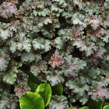 Heuchera 'Cafe ole' (014280)