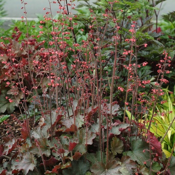 Heuchera 'Cherries Jubilee' (014285)